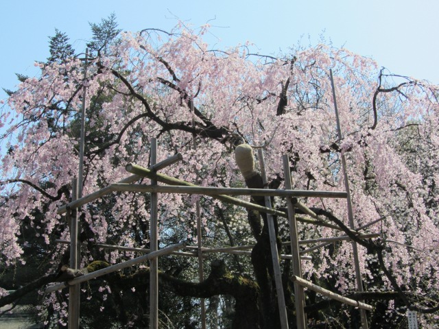 大國魂神社の桜。