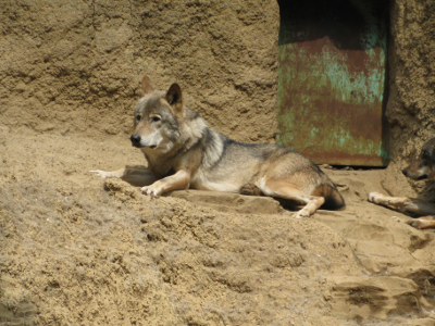 コヨーテとオオカミの違い – コヨーテとオオカミの身体的な違い