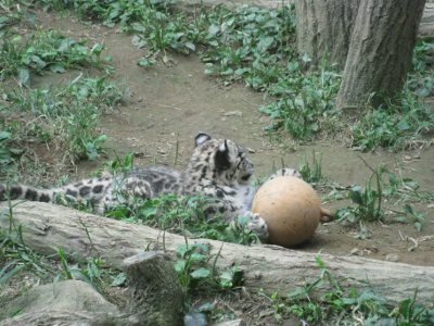 中国の動物 - レッサーパンダまたはアイルルス・フルゲンス